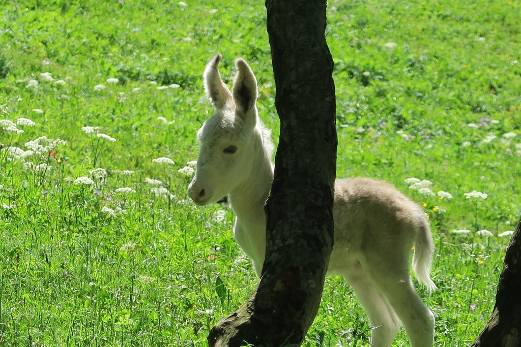 B&B Alpe Veglia Varzo Dış mekan fotoğraf