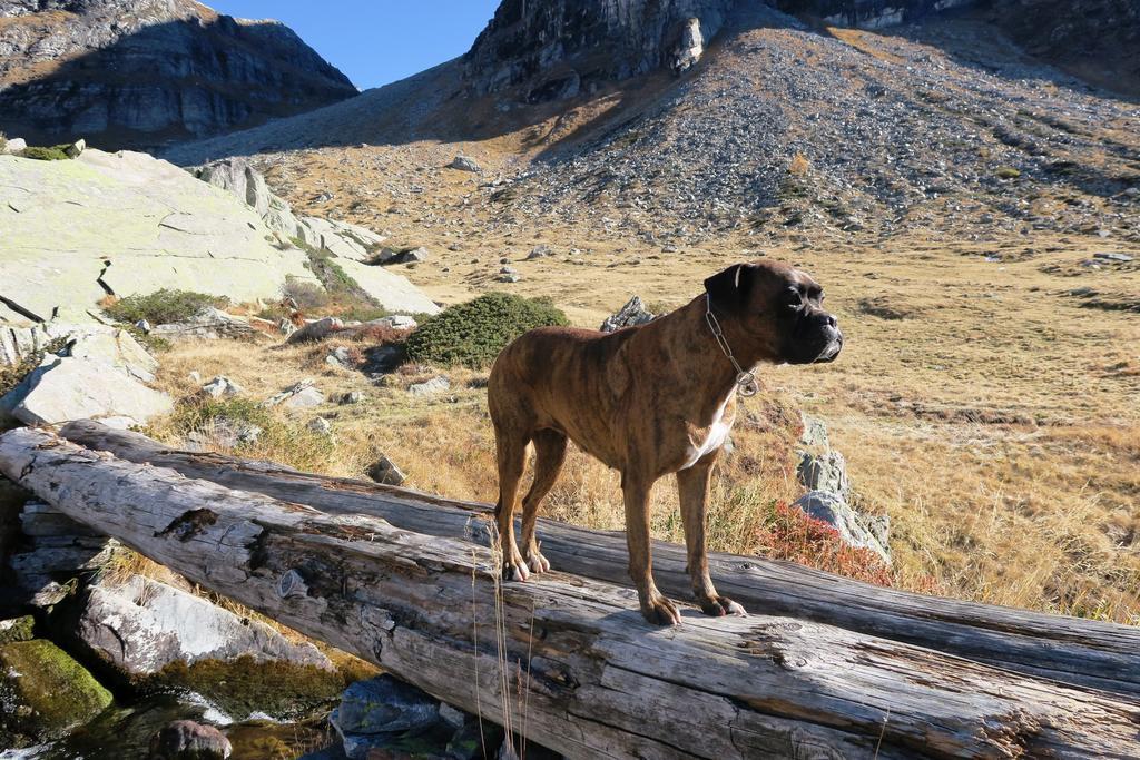 B&B Alpe Veglia Varzo Dış mekan fotoğraf